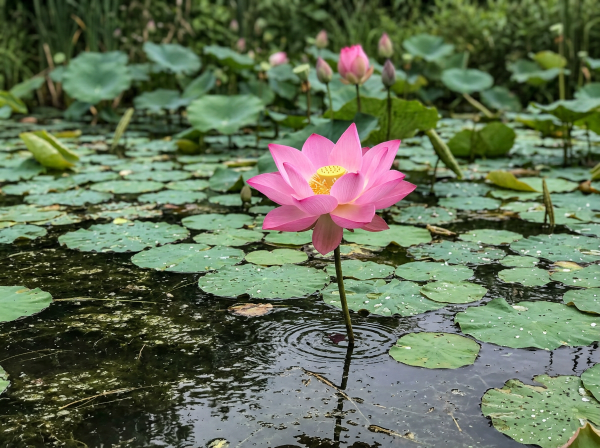 Pink lotus flower standing tall among green lily pads on pond water